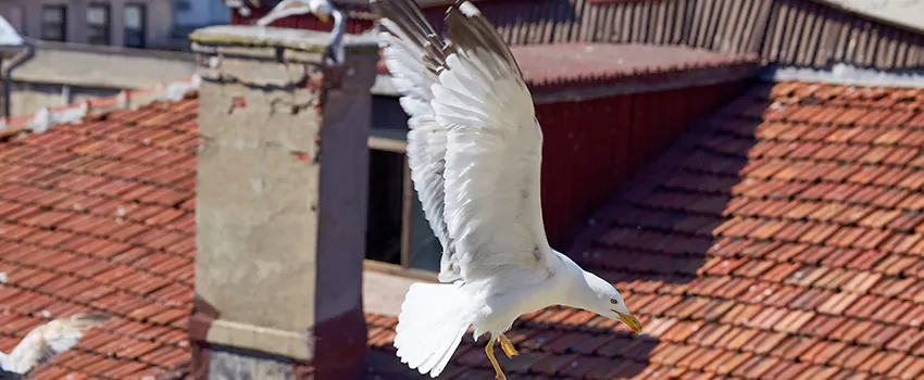 Residential Chimney Animal Removal Solution in Willmar, MN