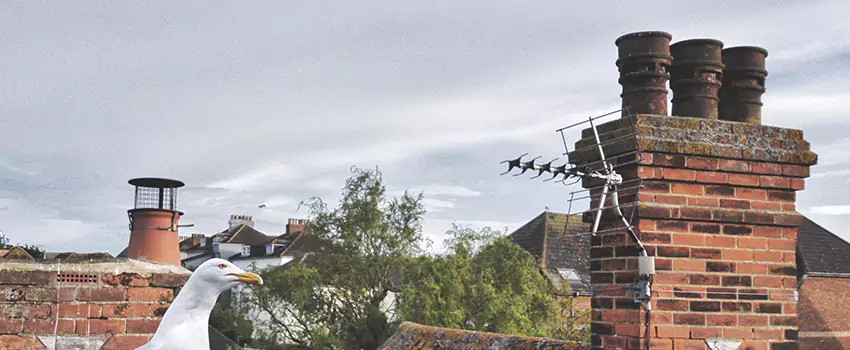 Chimney Cleaning And Restoration in Willmar, Minnesota